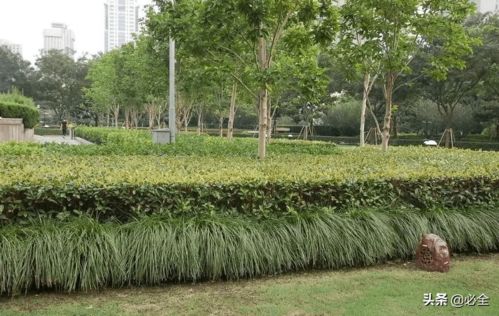 園林綠化施工中要注意的事項