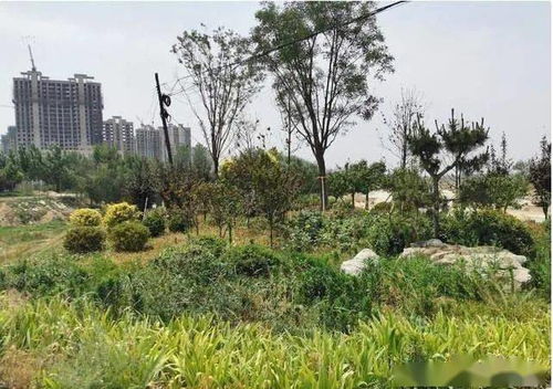 河北大名一千余萬(wàn)景觀(guān)綠化工程先施工后招標(biāo)