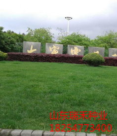 汕頭大連綠化草坪種子時(shí)事新聞