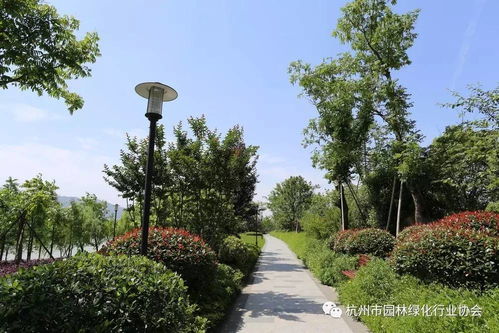 2017年度杭州市優(yōu)秀園林綠化工程道路組金獎(jiǎng) 三江兩岸整治 江濱西大道景觀(guān)工程 一期