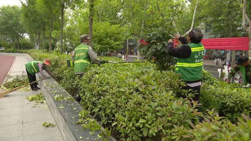 縣園林綠化服務(wù)中心 全力做好園林綠化工作 讓良好生態(tài)成為金鄉(xiāng) 最靚名片