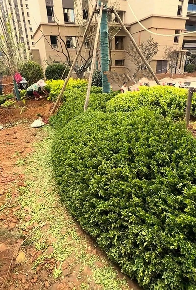小區(qū)綠化案例分享#小區(qū)綠化 #園林綠化 #施工現(xiàn)場實(shí)拍 #庭