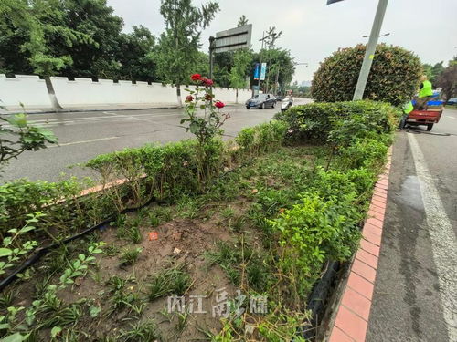 不文明行為曝光臺丨城區(qū)綠化花卉被盜800余株,園林部門呼吁愛護(hù)公共綠植