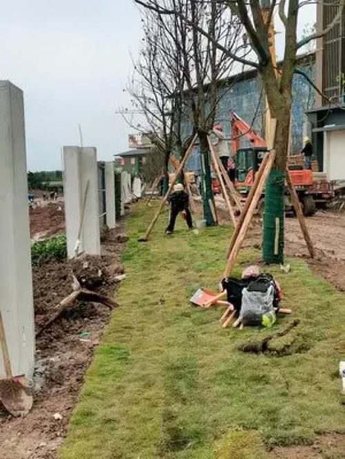 大爺89歲還為人民服務,根本沒有假期 施工現(xiàn)場實拍 致敬平凡的你 施工現(xiàn)場 園林綠化工程